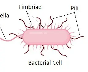 <p>Short, hair-like structures on the surface of bacteria that facilitate attachment to surfaces and enable conjugation, allowing for the transfer of genetic material between cells. </p><p>THINK ADHESION AND CONJUGATION</p>