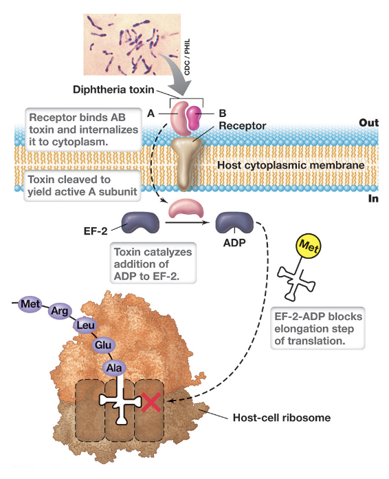 <ul><li><p>DT is an AB-type exotoxin encoded by a lysogenic bacteriophage (β phage) within <em>Corynebacterium diphtheriae</em> (best studied)</p></li><li><p>Once inside, the A-subunit exerts its toxic effect by ADP-ribosylating elongation factor-2 (EF-2)</p></li><li><p>This modification inactivates EF-2 and blocks the elongation step of translation (halting protein synthesis), leading to cell death</p></li></ul><p></p>