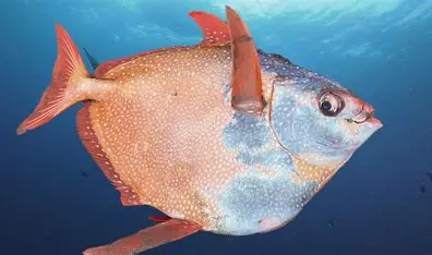 <p>What fish is this</p>