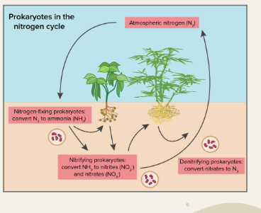 <p>Cyanobacteria convert atmospheric nitrogen into usable forms for plants. </p>