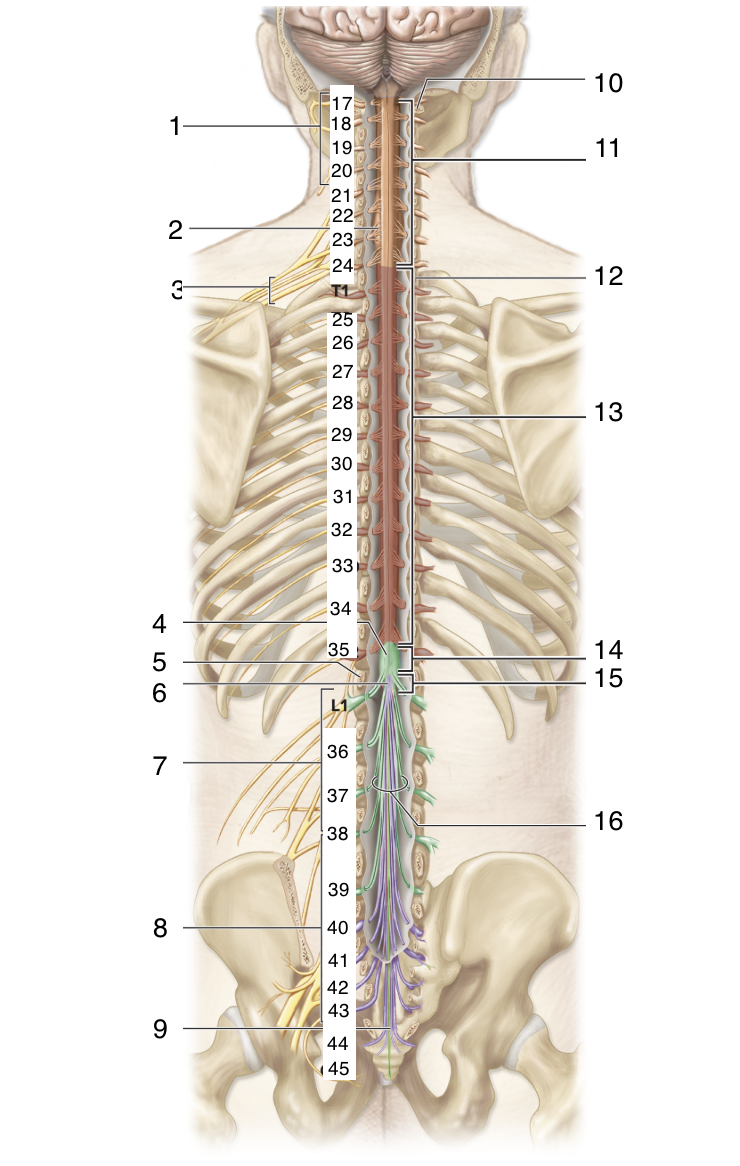 <p>What nerve is between C8 and T2?</p>
