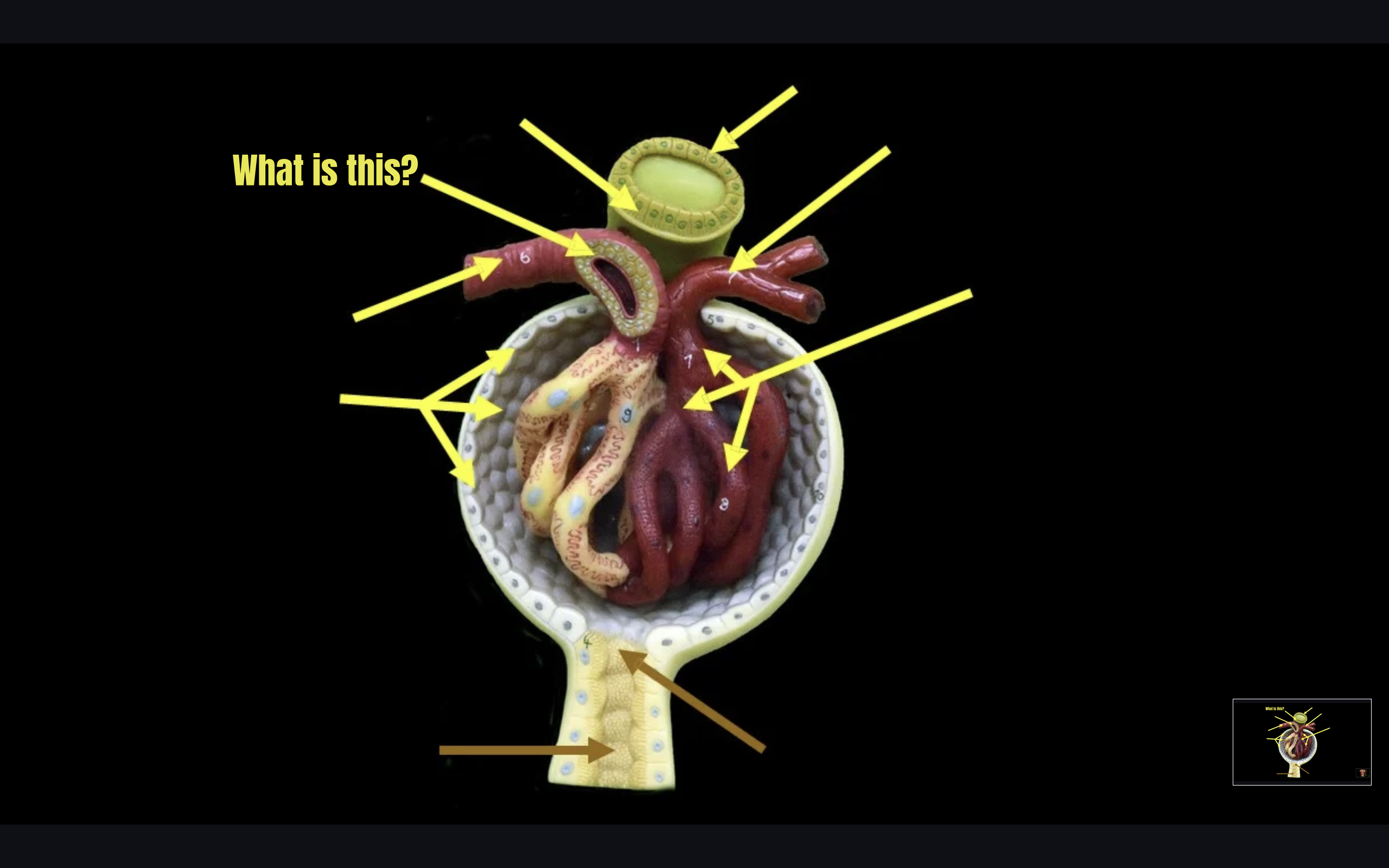term image