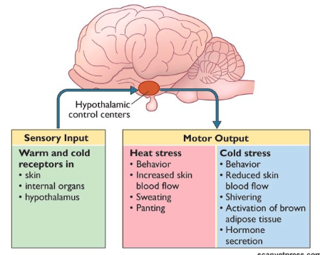 <ul><li><p>sensor (sensory input) + integration + effectors (motor output) = reflex = automatic</p></li><li><p>thermoreceptors = nerve cells</p></li><li><p>involves participation of numerous physiological systems</p></li><li><p>voluntary component</p></li></ul><p></p>