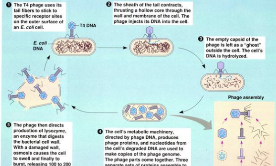<p>inject genome via cell wall (“drilling”), exit by cell lysis</p>