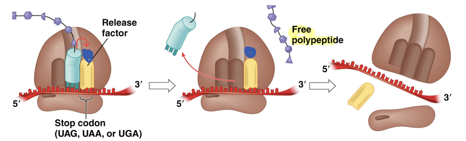 <p>Once the A-site reaches a stop codon, a release factor protein will enter the A-site and bind to the mRNA. The release factor facilitates the polypeptide to attach to a water molecule, allowing it to be released from the polypeptide tRNA and ribosome (becomes free-floating). This will cause the mRNA, protein subunits, and release factor to dissassemble</p>