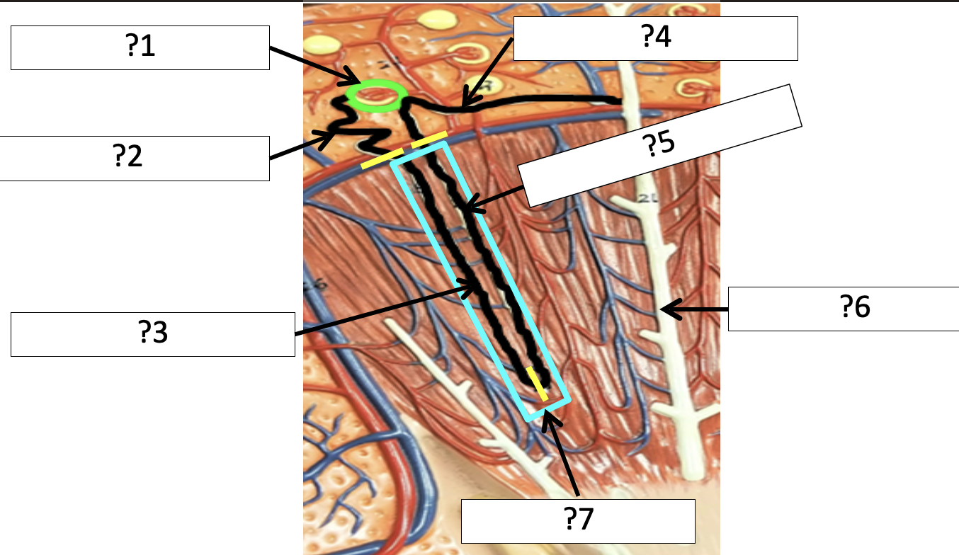 <p>6 Name the duct?</p>