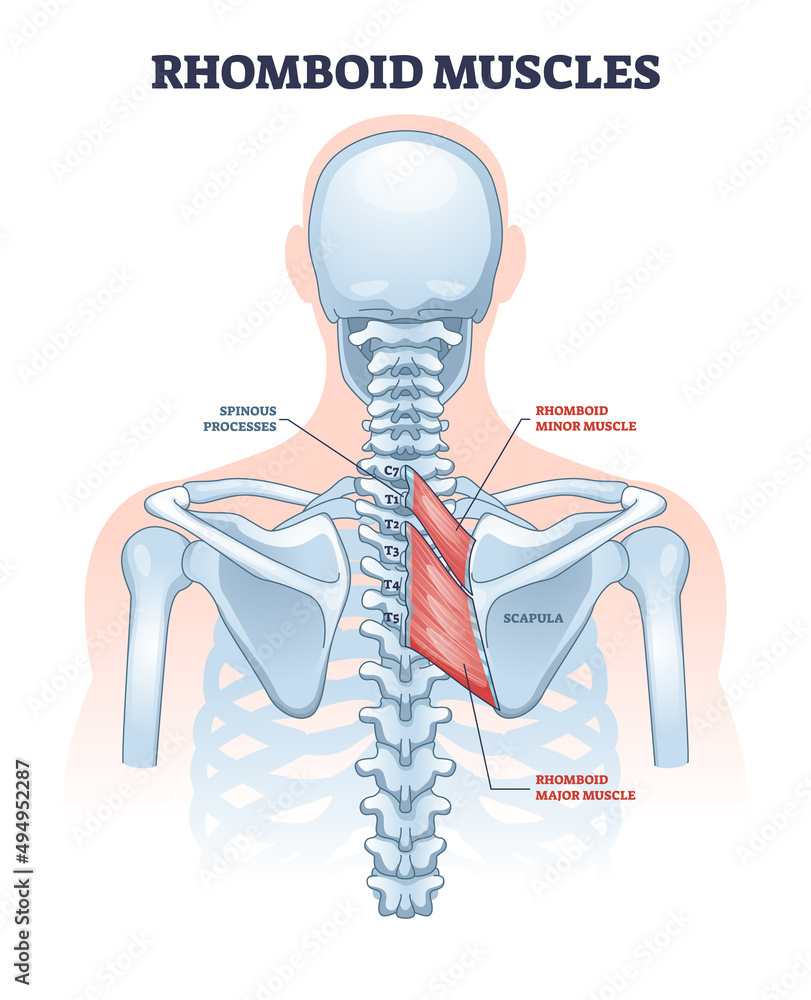 <p>rhomboid minor</p>
