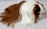 <p>welke type cavia is dit</p>