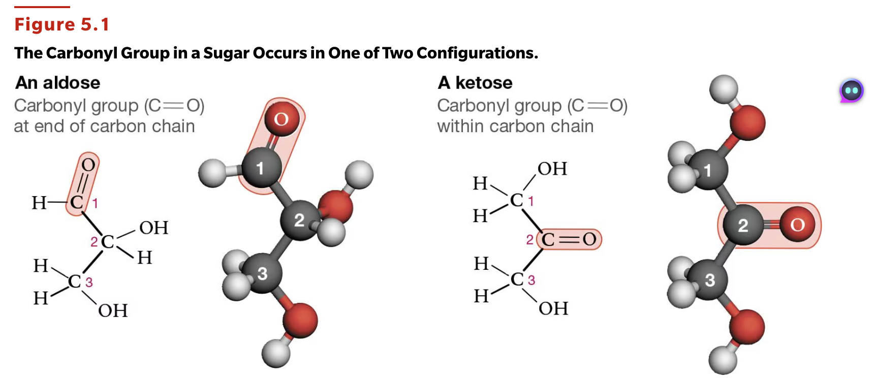 <p>They can be different based on the functional groups they have. The carbonyl group can be found either at the end of the molecule, forming an aldehyde sugar (<strong>aldose</strong>) or within the carbon chain, forming a <strong>ketose</strong>. <br><br>LOOK AT THIS IMAGE</p>