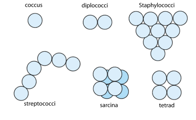 <p>cocus (1)<br>diplococci (2)<br>staphylococci (grape)<br>streptococci (line)<br>sarcina (2groups of 4 stacked, cubed)<br>tetrad (4)</p>