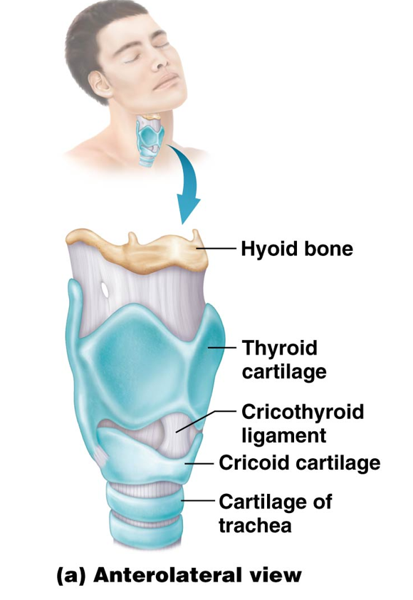 <p>Third and last of the unpaired sections of the larynx cartilage. </p><ul><li><p>Shaped like a ring</p></li><li><p>Found inferior to the thyroid cartilage </p><ul><li><p> Connected by the cricothyroid ligament</p></li></ul></li></ul><p></p>