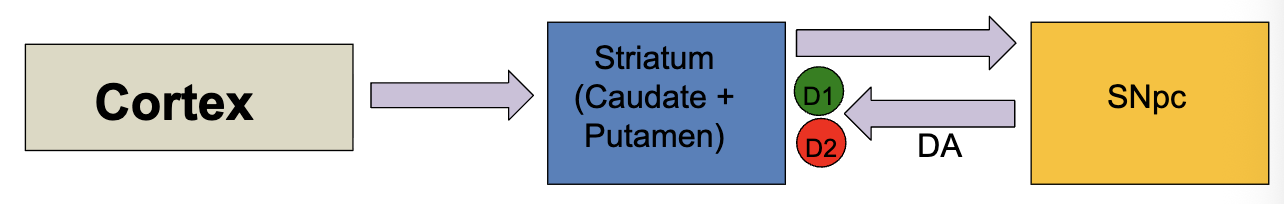 <p>dopaminergic cells in substantia nigra pars compacta (SNpc)</p><ul><li><p>relatively small amount of neurons, but profound effect on cortical input to striatum</p></li><li><p>DA input to striatum can be excitatory or inhibitory</p><ul><li><p>dependent on receptors on postsynaptic striatal cells</p></li><li><p>D1 receptors: enhances input from cx</p></li><li><p>D2 receptors: dampens input from cx</p></li></ul></li><li><p>overall DA has an excitatory effect on the generation of movement</p><ul><li><p>D1 + D2 activation needed for disinhibition</p></li><li><p>DA excites the Direct (Go) pathway and depresses the Indirect (NoGo) pathway</p><ul><li><p>in reality D1 and D2 receptors have a more mixed effect </p></li></ul></li></ul></li></ul><p></p>