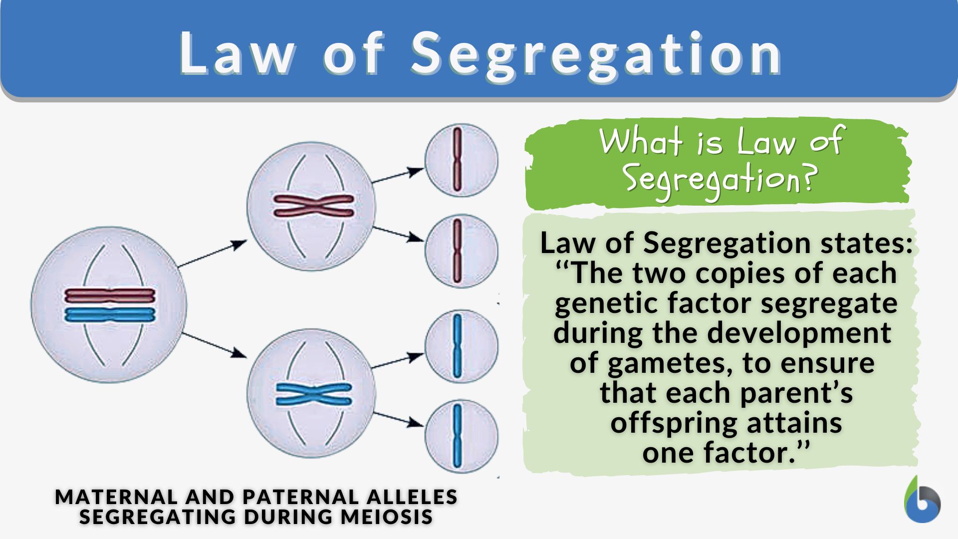 <p>Organisms inherit two copies of each gene and donate only one copy in their gametes.</p>