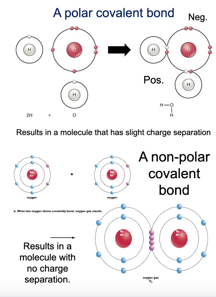 <p>a type of chemical bond, atoms in this type of bond share electrons, result in a stable outer shell</p><ul><li><p>a polar <strong>BLANK</strong> bond results in a molecule that has slight charge separation</p></li><li><p>a non-polar <strong>BLANK</strong> bond results in a molecule with no charge separation.</p></li></ul><p></p>