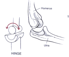 <p>A synovial joint permitting only flexion or extension, such as the elbow or knee.</p>