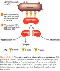 <p>pathogen surface creates local environment conducive to complement activation</p><p>1st to act</p><p>1st step is the spontaneous hydrolysis of a thioester bond forming iC3</p><p>-allows factor B to bind and be cleaved by factor D</p><p>-leads to form soluble C3 convertase called iC3Bb</p><p>-soluble iC3Bb cleaves C3 and then C3b binds covalently to the pathogen surface </p><p>leads to positive feedback; one of the progressive amplification of C3 cleavage, more C3b is created</p>