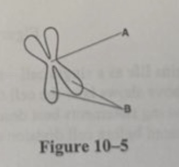 <ol start="10"><li><p><span><span>The structures labeled B in Figure 10-5 are called (relative to eachother)</span></span></p></li></ol><p><span><span>a. centromeres.</span></span></p><p><span><span>b. centrioles.</span></span></p><p><span><span>c. sister chromatids.</span></span></p><p><span><span>d. spindles.</span></span></p>