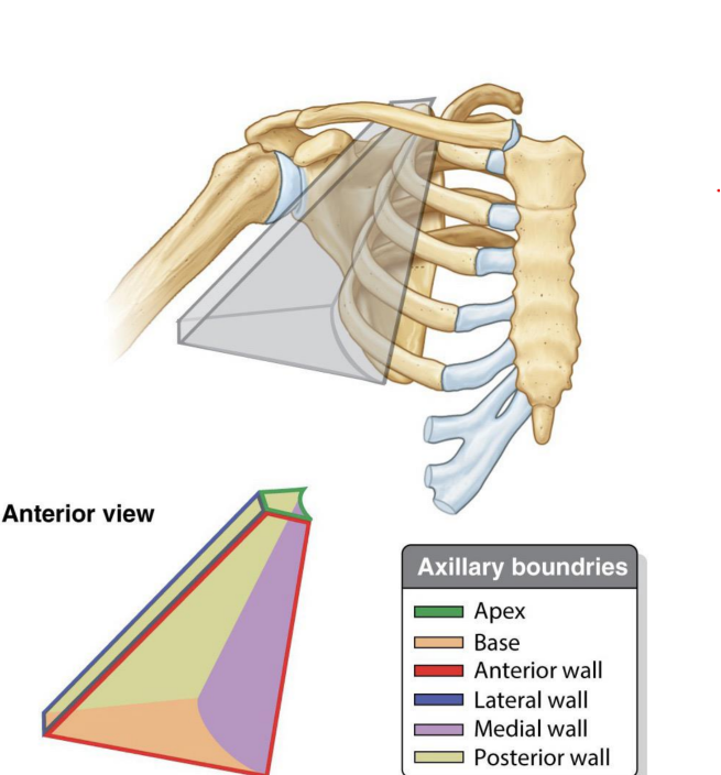 <ul><li><p>a region of transition</p></li><li><p>pyramid shaped area between the pectoral region and the brachium</p></li><li><p>provides a channel by which the axillary a/v and brachial plexus pass through to get to the upper extremity</p></li></ul><p></p>