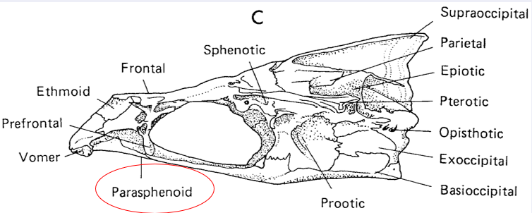 <p>Parasphenoid</p><p>Unpaired</p>