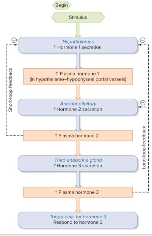 <p>looking at the influence that the third hormone in sequence will have on either the anterior pituitary secretion or the hypothalamus secretion </p>