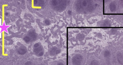 <p>inner region of lymph node</p>