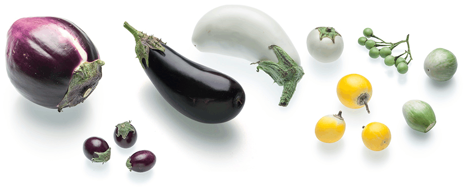 <p>Aubergine / Beringela</p>