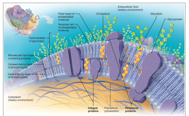 <p>Fill in the blanks:</p><ul><li><p><span style="background-color: transparent;">Structure of membrane</span></p><ul><li><p><span style="background-color: transparent;">Fluid mosaic model (lipid bilayer)</span></p></li><li><p><span style="background-color: transparent;">Types of membrane proteins</span></p><ul><li><p><span style="background-color: transparent;"><strong>___ proteins</strong>—firmly imbedded in or attached to lipid bilayer</span></p></li><li><p><span style="background-color: transparent;">Short chains of ___ attach to integral proteins</span></p><ul><li><p><span style="background-color: transparent;">Form the ___ (allows for cells to stick, unique to each person)</span></p></li></ul></li><li><p><span style="background-color: transparent;"><strong>___ proteins</strong>—attach to membrane surface (inside or outside)</span></p><ul><li><p><span style="background-color: transparent;">Support plasma membrane from the cytoplasmic side</span></p></li></ul></li></ul></li></ul></li></ul><p></p>