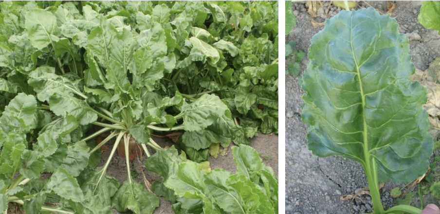 <p><strong>Plant family:</strong> Amaranthaceae (formerly Chenopodiaceae)<br><strong>Life cycle:</strong> Annual<br><strong>Key persistence/spread:</strong> Seed only<br><strong>Farming systems:</strong> Winter forage (primarily dairy)</p><p><strong> How to identify</strong></p><p>It is a large-rooted forage crop with extremely high yield and energy content. It develops a very large swollen taproot, often with a significant portion exposed above ground.</p><p>Leaves are glossy, bright green, and carried on long, thick petioles arising from the crown of the bulb. Leaf veins are prominent and often red‑tinged, especially in some cultivars.</p><p>The bulb is smooth, firm, and can be spherical or slightly elongated. Skin colour varies from white to orange or red depending on variety.</p><p>It looks similar to sugar beet but is bred for animal feed rather than sugar production. It is easily distinguished from brassicas by leaf shape, vein colour, and lack of brassica smell.</p>