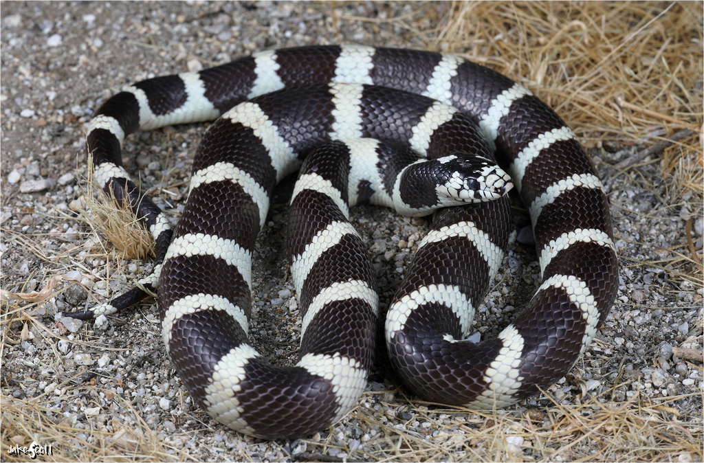 <p>Alethinophidia, Colubroidea, Colubridae<br>Lampropeltis californiae<br>CA kingsnake</p>