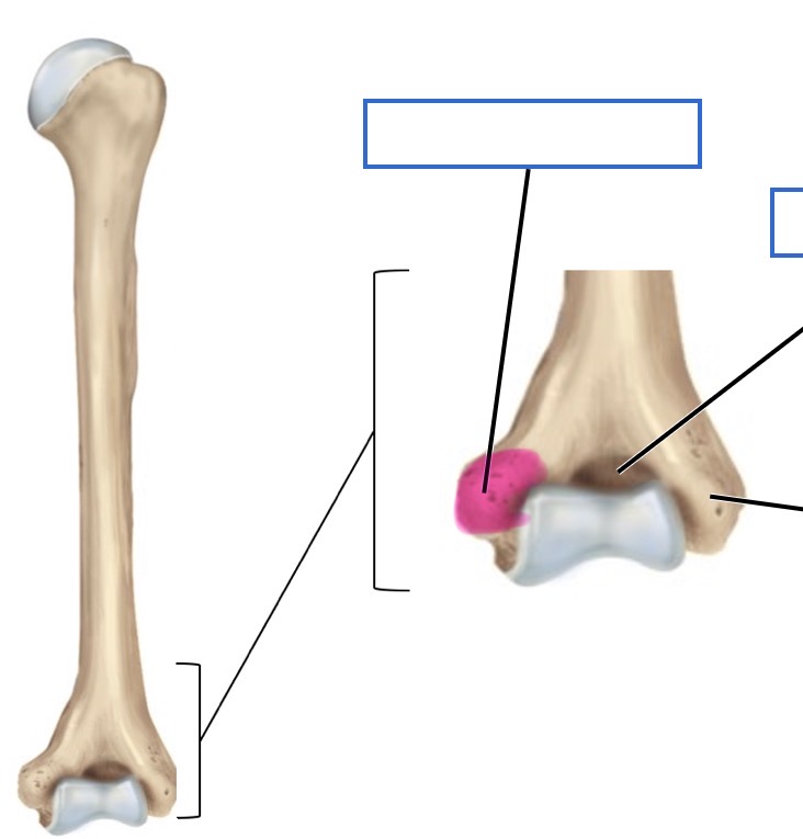<p>posterior</p>