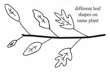 <p>A plant that produces different leaf shapes on the same individual.</p>
