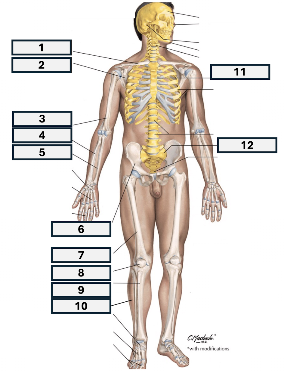 <p>What bone is 12?</p>