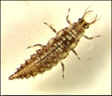 <p>Identify the insect, stage, and order</p>