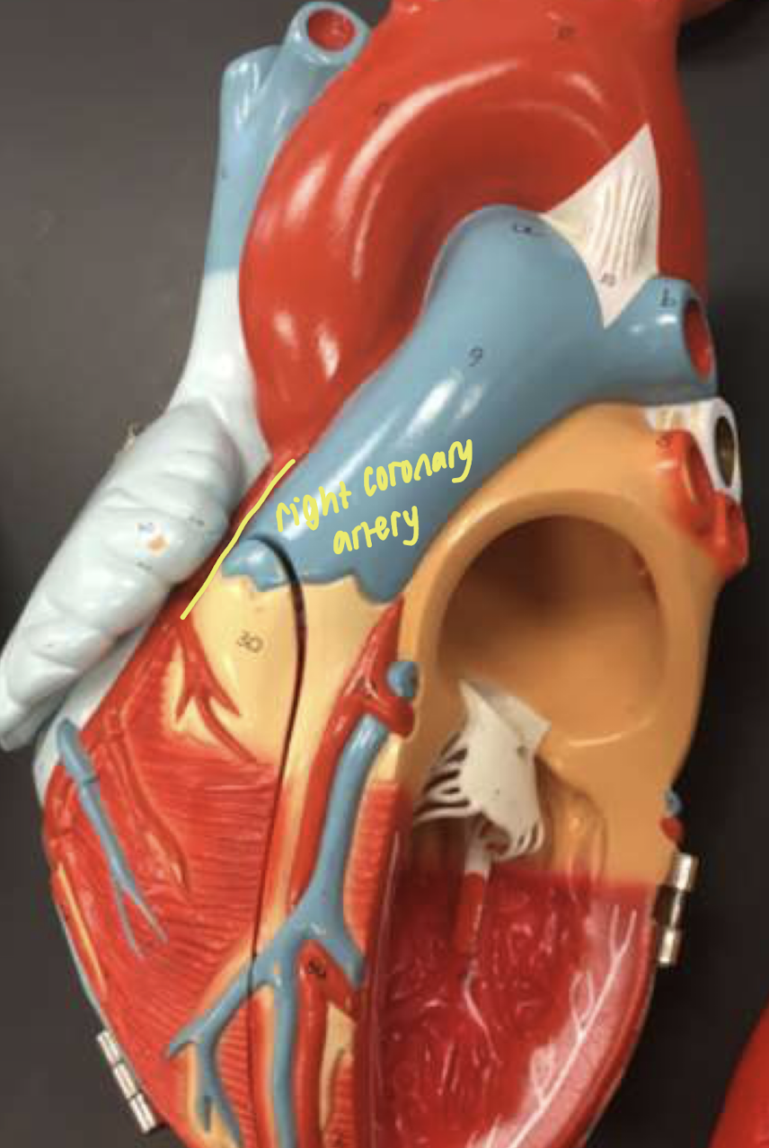 <p>right coronary artery</p>