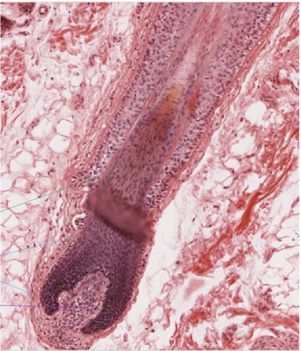 <p>Identify the structure (purple line)</p>