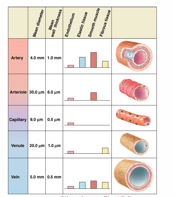 <p>blood vessel structure</p>