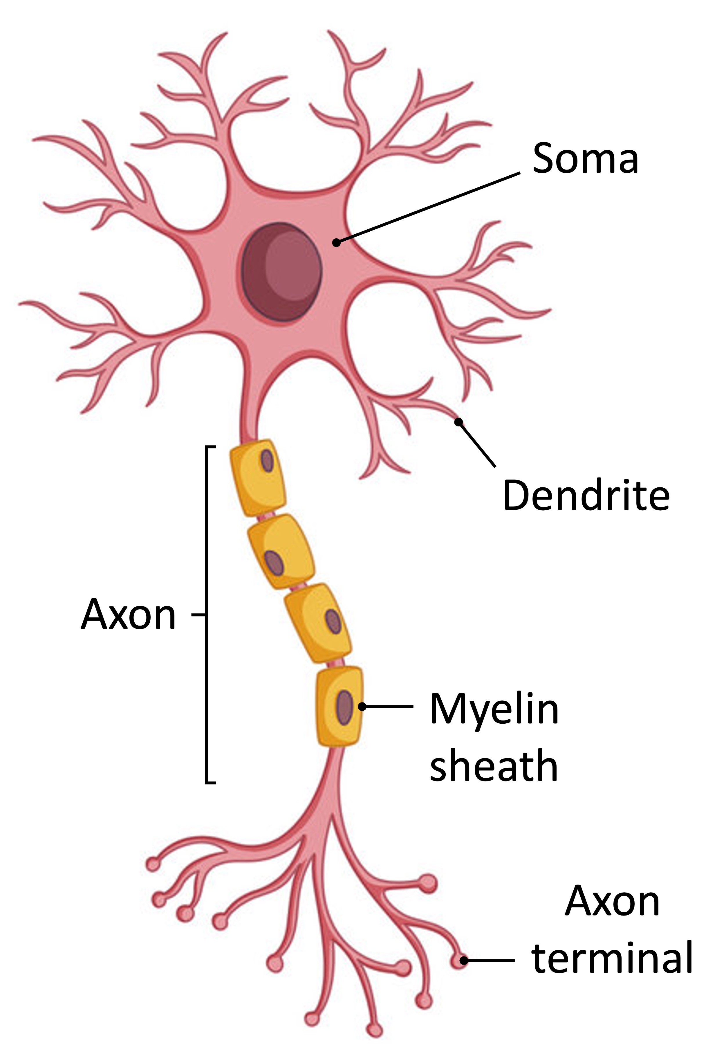 <ul><li><p>cell body/soma</p></li><li><p>axon(s) </p></li><li><p>dendrites </p></li></ul><p></p>