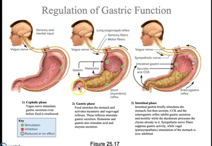 <p>Describe hormonal (via histamine, secretin, gastrin, and cholecystokinin) and neural control of secretion and motility in the various organs / glands of the digestive system</p>