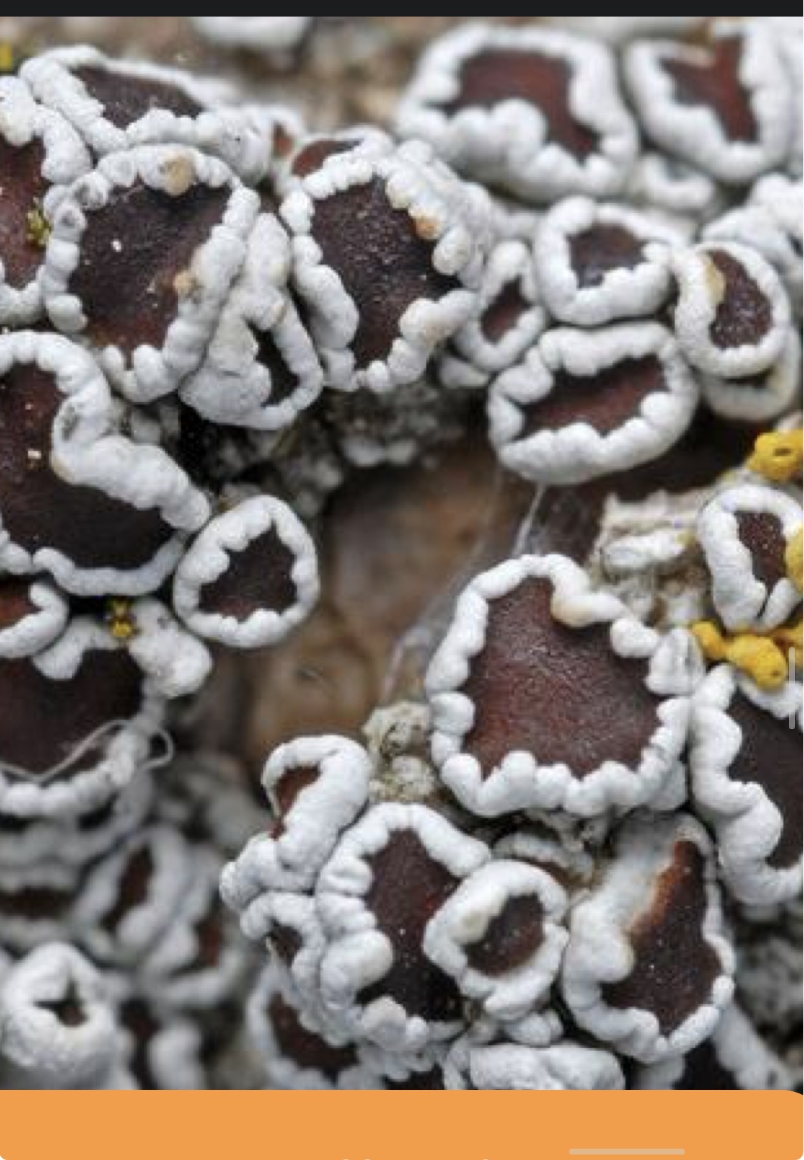 <p>Skupina in vrsta</p>