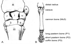 <p>Proximal row: radial, intermediate, ulnar, accessory (accessory is non-weight bearing)</p><p>Distal row: C2, C3, C4 (C1 is present in almost 50% of animals, C5 is very rare and only seen in x-rays)</p>