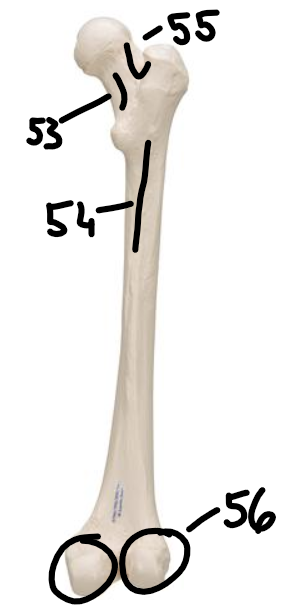 <p>what feature is fifty three?</p>