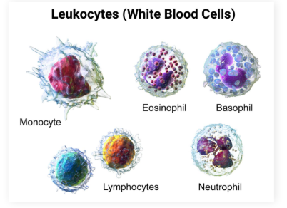 <p>Neutrophils</p><p>Leukocytes</p><p>Monocytes and macrophates</p><p>Eosinophils</p><p>Basophils</p><p></p><p>Neva Let Monkeys Eat Bananas</p>