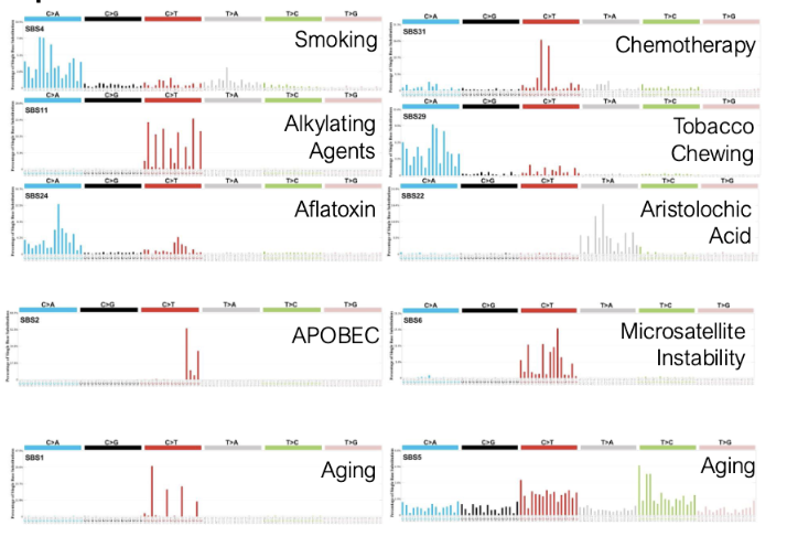 <ul><li><p>we see diff base changes that we can attribute to diff cancers</p></li></ul><p></p>
