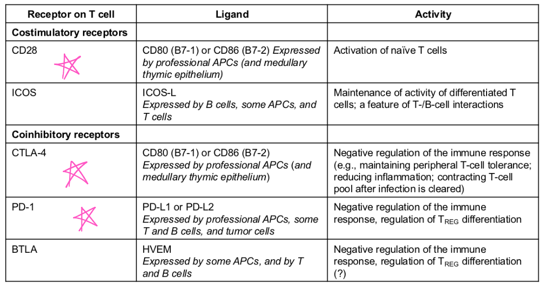 <p>Costimulatory signals are required for T cell activation and proliferation.</p><ul><li><p>Positive costim. receptors —> activation<br>Example(s): _<br></p></li><li><p>Negative costim. receptors —> OFF<br>Example(s): </p></li></ul><p></p>