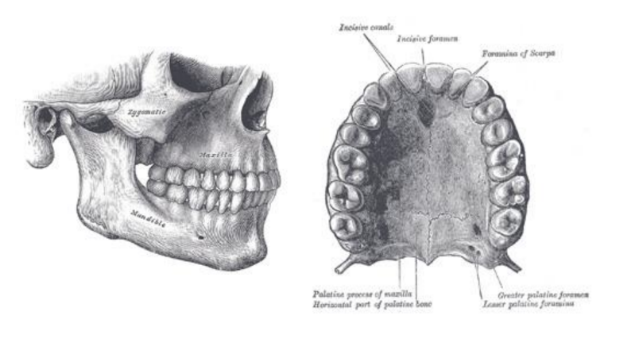 <ul><li><p style="text-align: justify;"><span style="background-color: transparent;">Felső állcsont és az állkapocs fogmedrébe beékelődve helyezkednek el</span></p></li><li><p style="text-align: justify;"><span><strong>Aktív funkció</strong></span><span style="background-color: transparent;">: rágás</span></p></li><li><p style="text-align: justify;"><span><strong>Passzív funkció</strong></span><span style="background-color: transparent;">: részvétel a hangképzésben, az arc esztétikus harmóniájának biztosítása</span></p></li></ul><p></p>