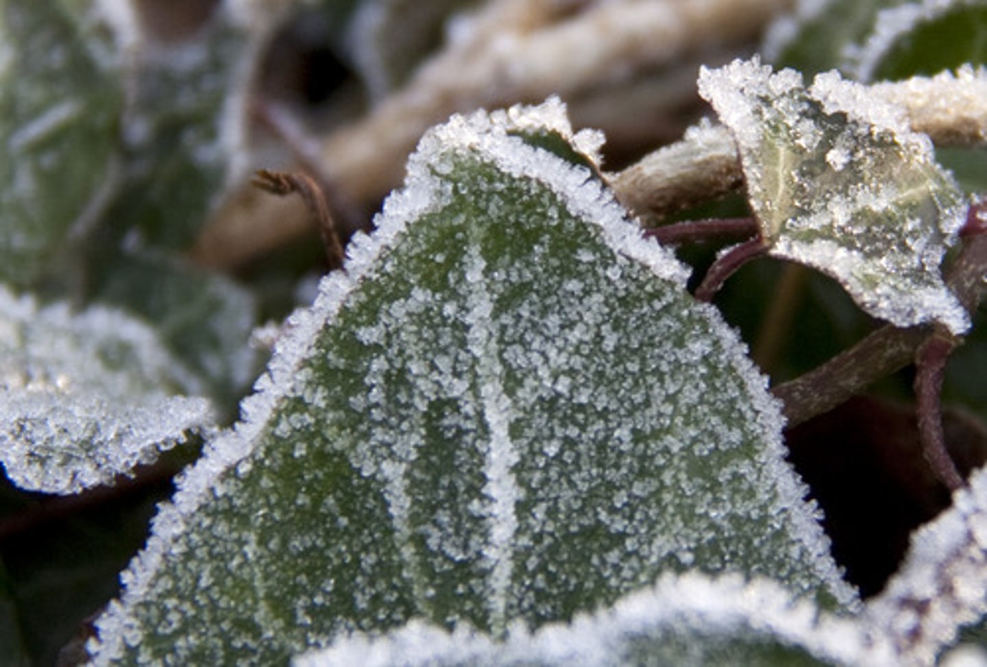 <p>thin, white layer of ice on surfaces when the weather is very cold</p>