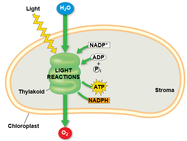 <ul><li><p><span style="background-color: transparent;">Their thylakoids transform light energy into the chemical energy of ATP and NADPH</span></p></li></ul><p></p>