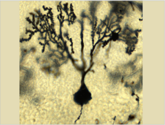 <p>What does this image show?</p>