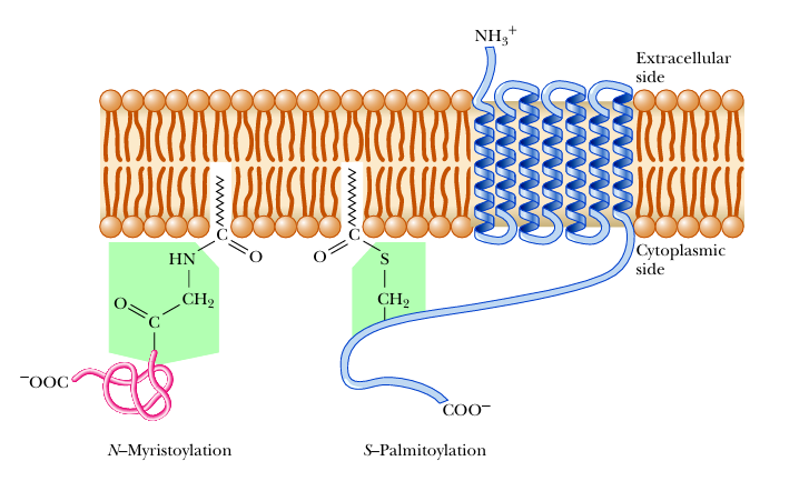 <ul><li><p>completely span membrane (often in a-helix or beta-sheets)</p></li><li><p>anchored to lipids via covalent bonds from cysteines or free amino groups on protein to lipid anchors</p></li></ul><p></p>