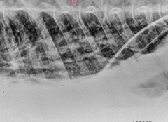 <p>What are you seeing on this equine radiograph and what is your diagnosis?</p>